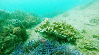 海角吃瓜黑料视频,视频背后的真相与争议